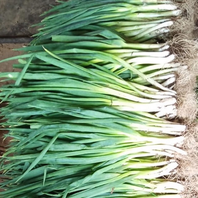 

Daun bawang fresh