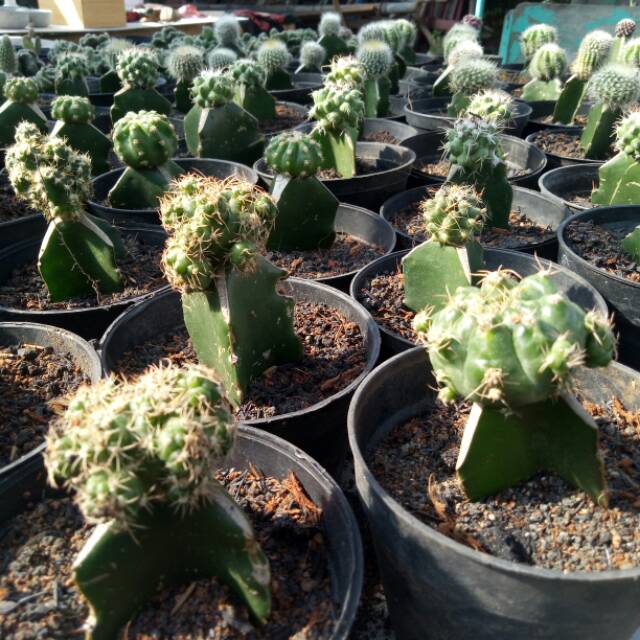 Paket Hemat 100 Ribu 12 Kaktus Sukulen Sedang