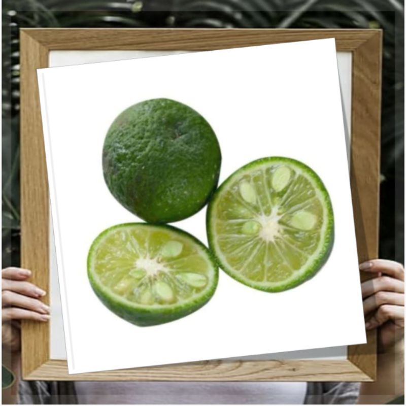 Bibit Jeruk Limo Bibit Limo Pohon Jeruk Limau Buah Jeruk Limo