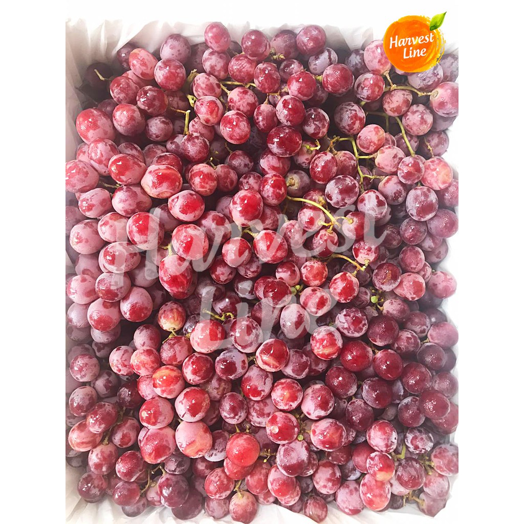 

BUAH ANGGUR MERAH RED GLOBE IMPORT 1 KG [HARVEST LINE]