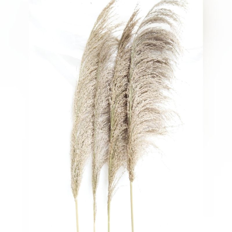 12PCS DAUN PAMPAS PUTIH BULU | DEKORASI | RUSTIC