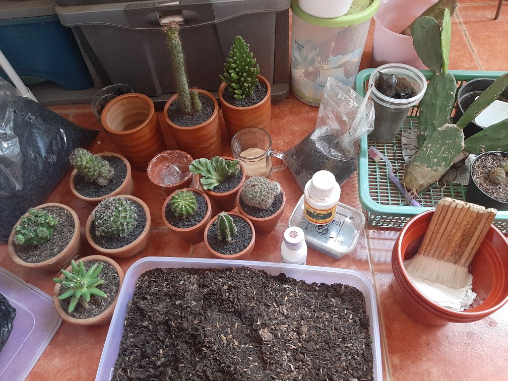 POT TANAH LIAT POT GERABAH POT KAKTUS TERACOTTA Ukuran POT TANAH LIAT POT GERABAH POT KAKTUS TERACOTTA Ukuran