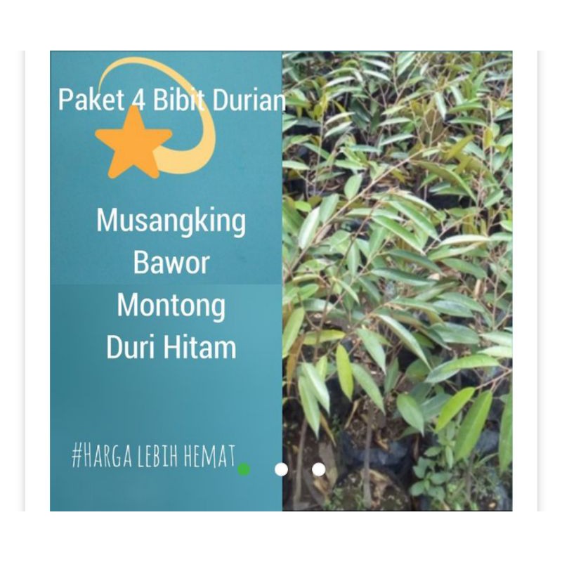 paket 4 bibit durian