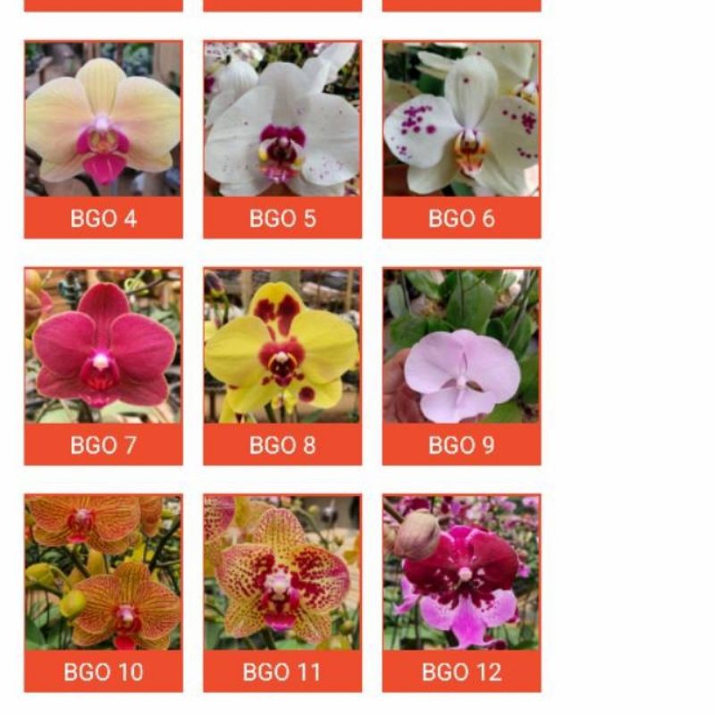 anggrek bulan spike motif taiwan warna acak