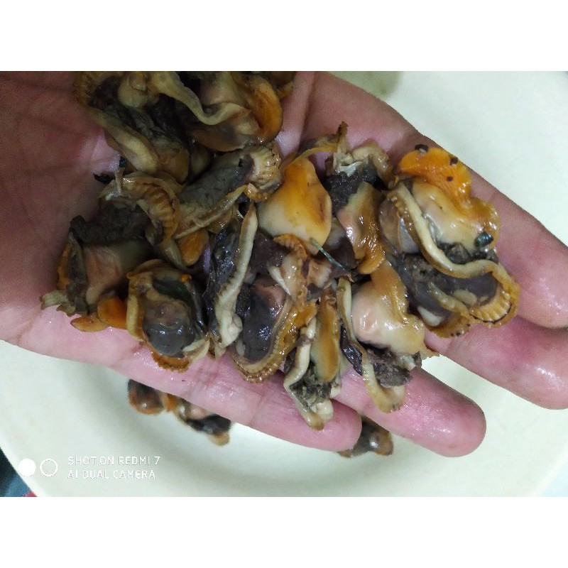

KERANG BULU KUPAS !! HARGA GROSIR
