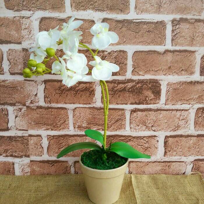 bunga anggrek/bunga anggrek hias/bunga hias/anggrek palsu/anggrek