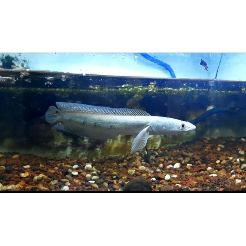 channa marulius aurolenatus thailand
