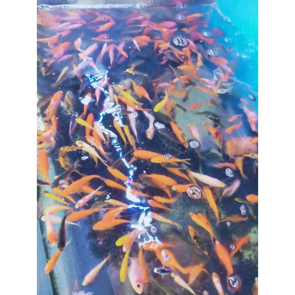 ikan mas pakan ikan predator anak ikan mas umpan ikan predator ikan mas warna warni ikan mas pakan a