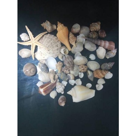 ➲ Aksesoris Cangkang Kerang Dan Pasir Laut Hiasan Dan Kerajinan Tangan ✵