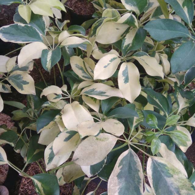 Bibit Pohon hias wali songo putih_variegata