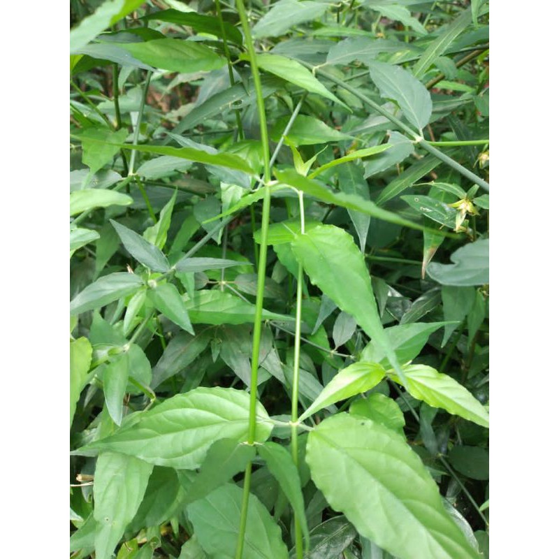 

daun ki kalingsir/daun belali gajah 250gr obat herbal