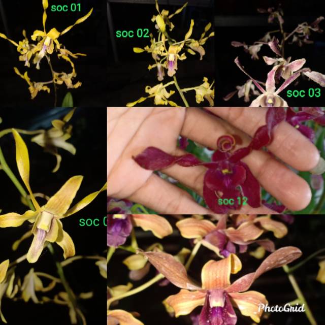 anggrek dendrobium twister dewasa bunga dan pasca bunga