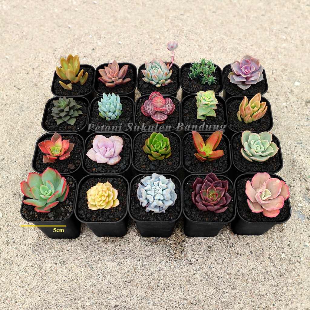 PAKET Sukulen Sekulen Kaktus GRATIS POT &amp; media cactus mini tanaman hias bunga skulen succulent echeveria