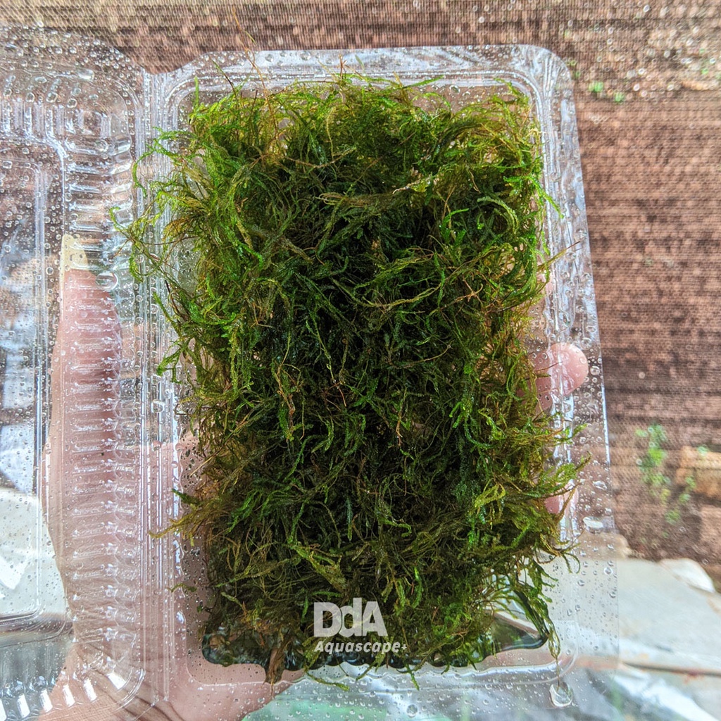 Moss Flame /  Moss Aquascape