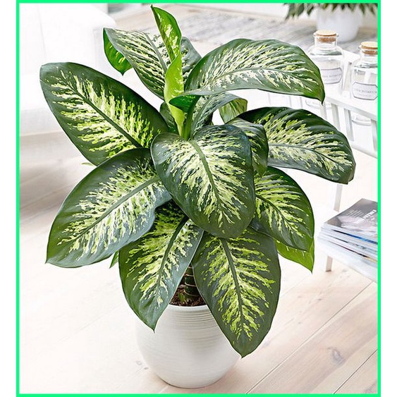 Tanaman Hias Aglonema Sri Rejeki -Tanaman Aglonema-Aglonema Sri Rejeki-Aglonema Murah-Aglonema Canti