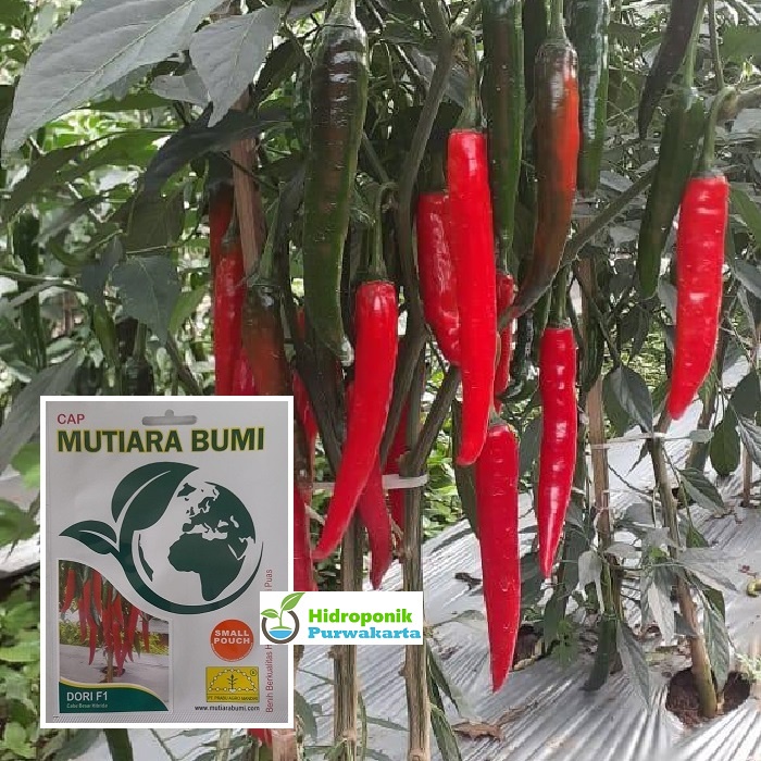 Benih Cabe Cabai Besar Dori F1 Isi 125 Butir Cap Mutiara Bumi