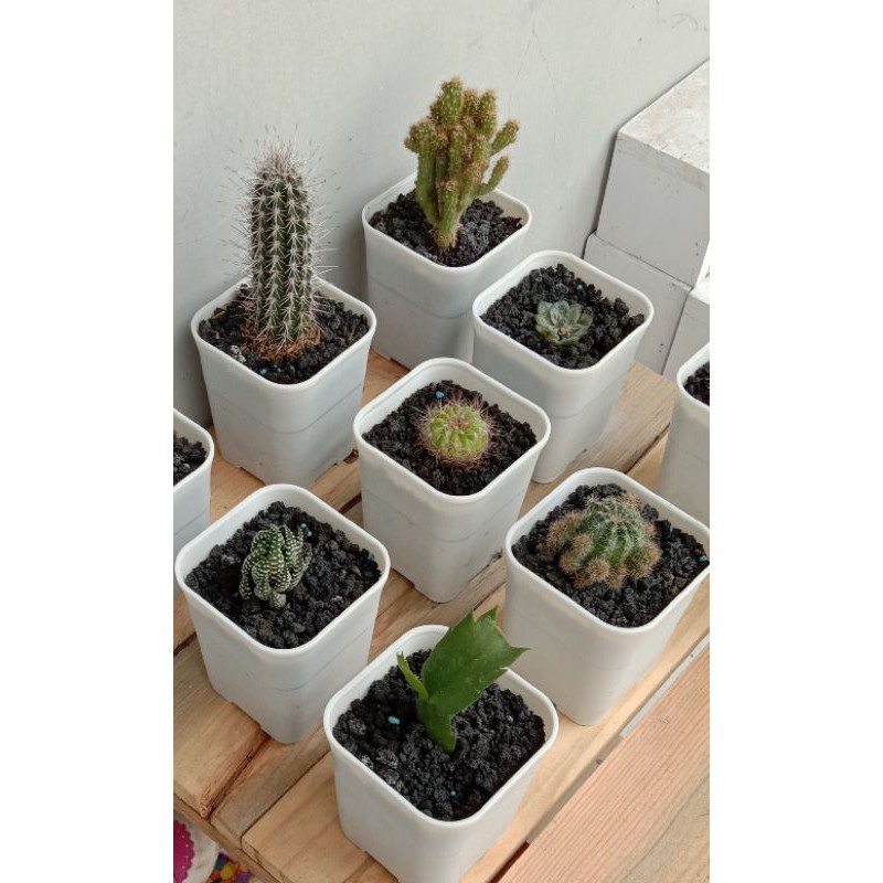 pot kotak/pot kaktus/pot plastik/pot bunga/pot sukulen/pot murah