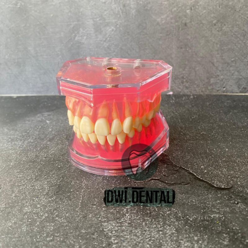 C1 - Dental phantom removable model gigi study bisa di lepas pasang