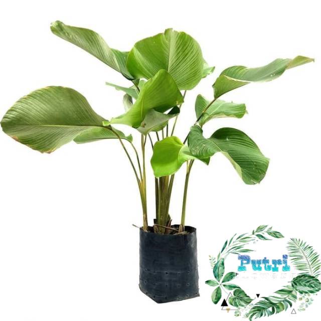 Tanaman hias pisang kalatea-calathea pisang-calathea - Tanaman Hidup-kembang hidup asli-bunga hidup 