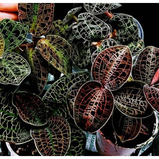 

Jawel Orchid anoecrochillusStok(A22B33)