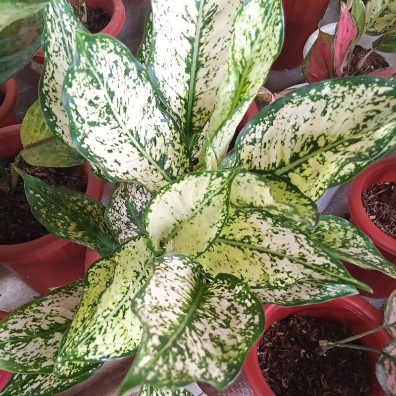 Aglonema snow white indukan bukan remaja