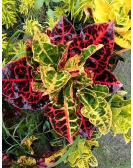 Tanaman Hias Puring Kura Kura Medium