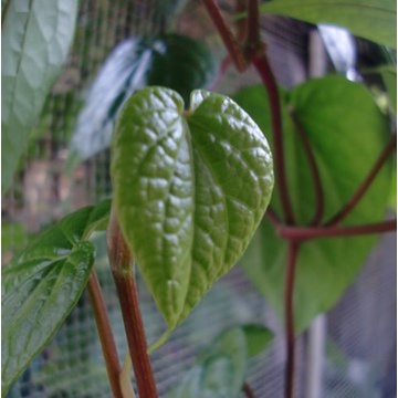 

DAUN SIRIH SEGAR/DAUN HERBAL/JUAL DAUN SIRIH BARU DIPETIK