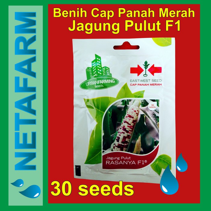 Benih Jagung Pulut RASANYA F1 - Cap Panah Merah / East West Seed