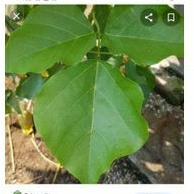 

daun dadap herbal25 lmbar