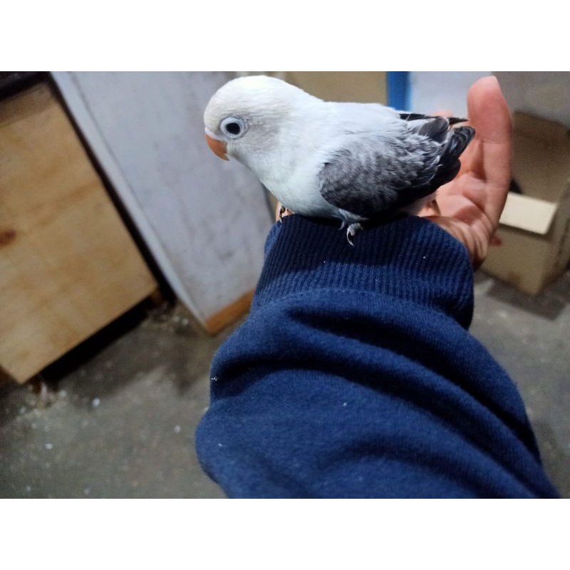 Anakan/Lolohan Burung Lovebrid Biola Euwing Mouve Jinak