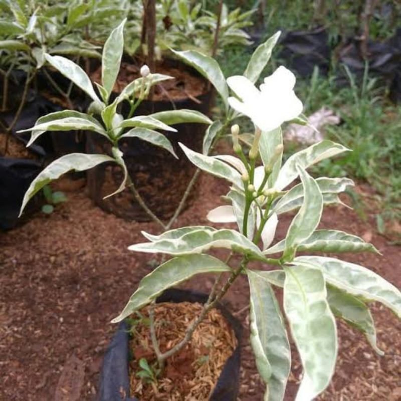 bibit tanaman rombusa varigata