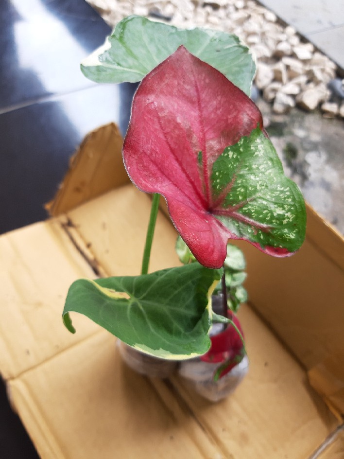 Keladi Tikus Variegata (mickey Mouse)