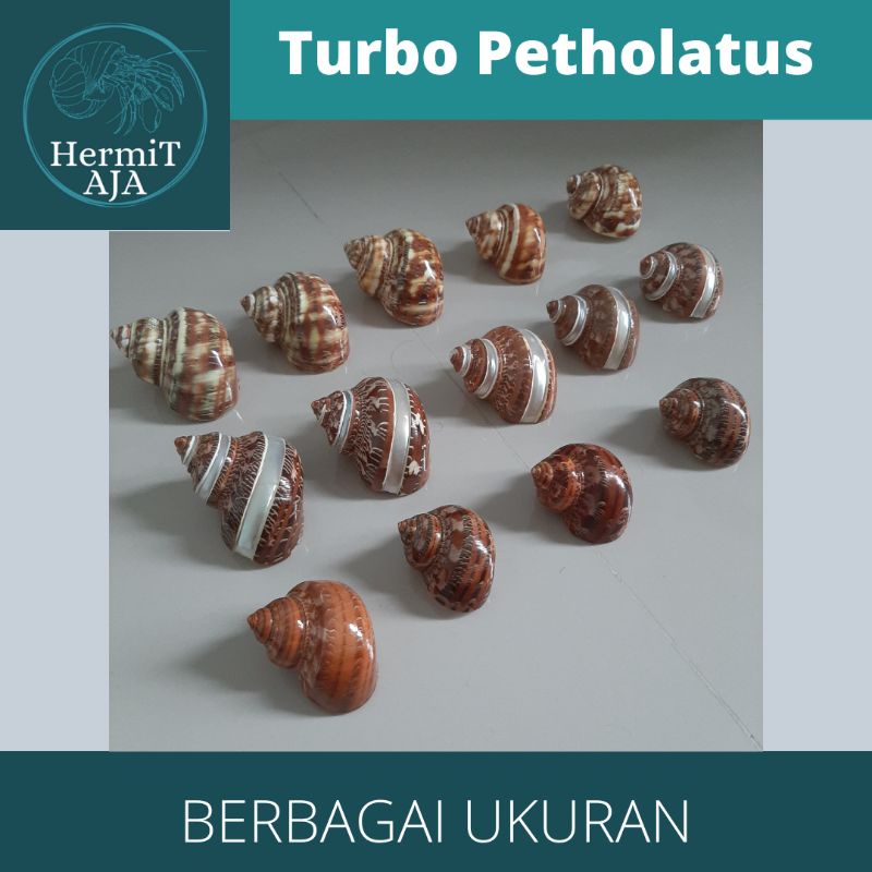 Cangkang kelomang turbo petholatus poles dan ukir berbagai ukuran size M/L/XL, cangkang kerang perhi