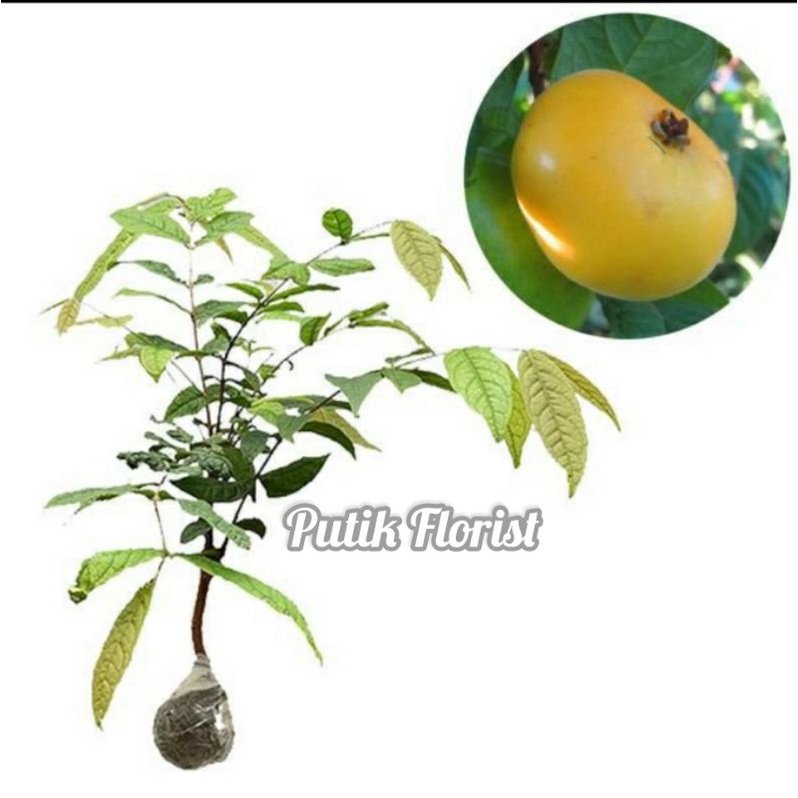 Bibit Tanaman Buah Araza