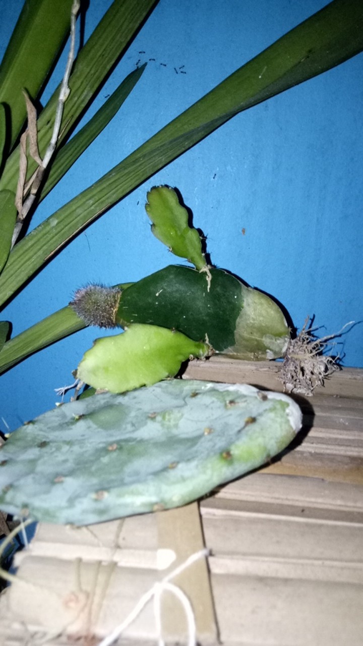 Sukulen Dan Kaktus Mini (kaktus Centong Biru / Opuntia Robusta)