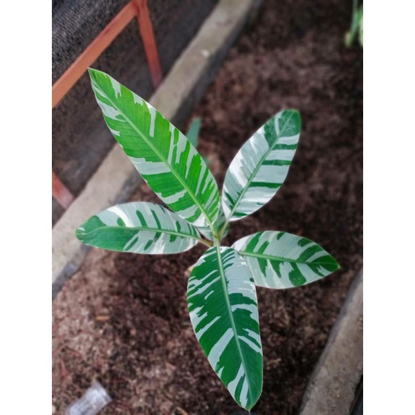 Pisangan Florida Variegata