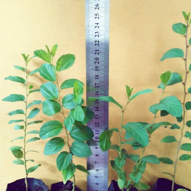 Bibit pohon bidara arab/sidr