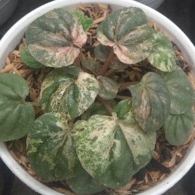 Caperata varigata / peperomia varigata