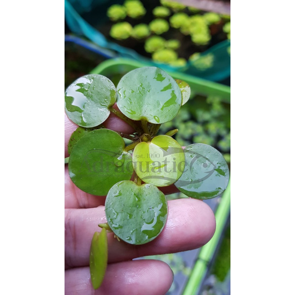  TANAMAN  AIR FROGBIT APUNG  LIMNOBIUM LAEVIGATUM AMAZON 