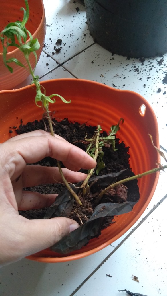 Tanaman Bunga Lavender Tanaman Pengusir Nyamuk