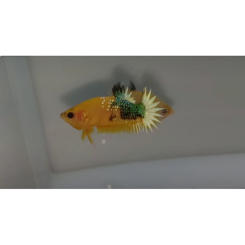 CUPANG YELLOW COPER