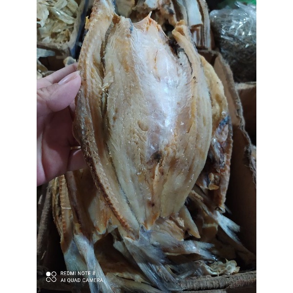 

ikana sin belah kepala batu ekonomis murah