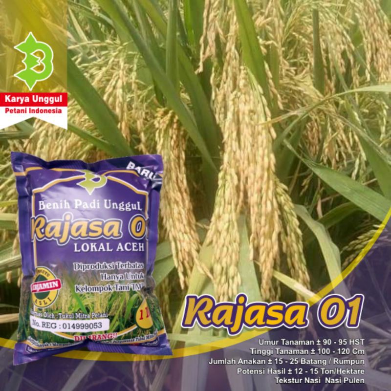 Benih Padi Rajasa 01
