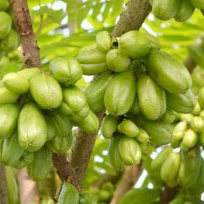 Bibit Tanaman Buah / Obat Belimbing Wuluh. M3Rauke