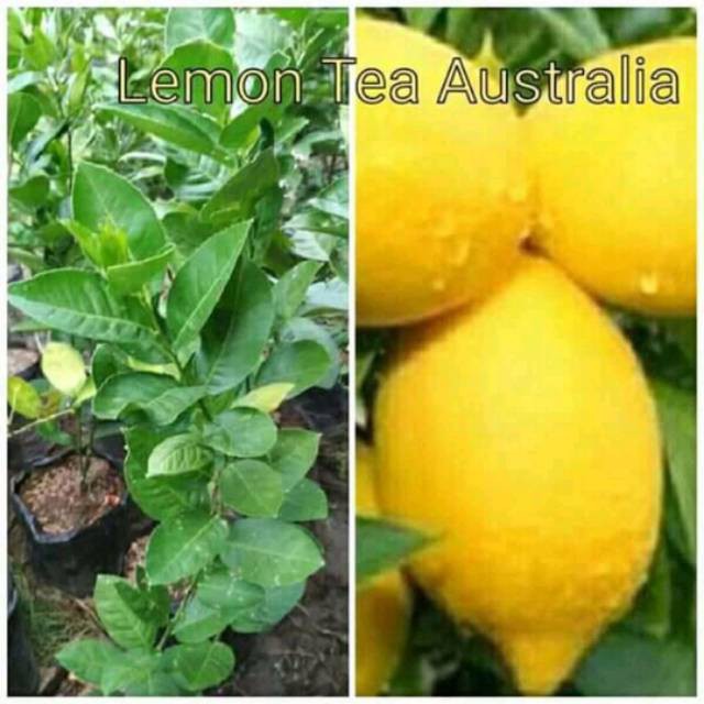 BIBIT LEMON AUSTRALIA IMPORT (COCOK DI TANAM POT)