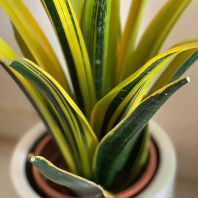 Tanaman hias Sansivera gold flame - Sansivera gold flame