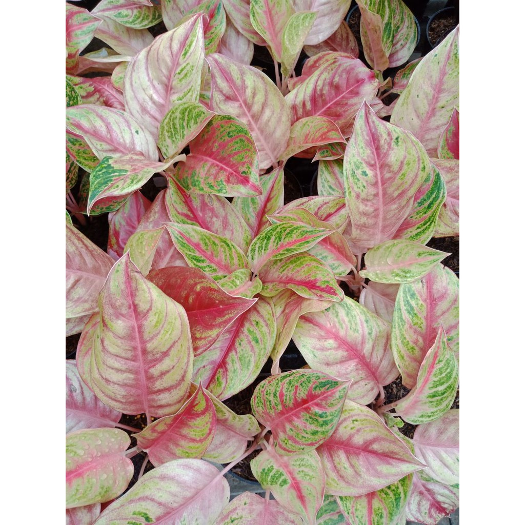 Sweet Heart - Tanaman Hias Aglonema / Aglaonema