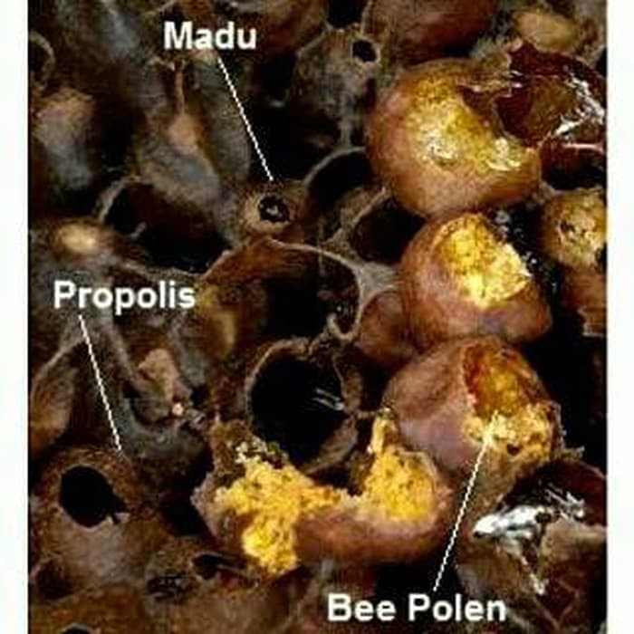 

bee polen kelulut atau klanceng - MMD1360
