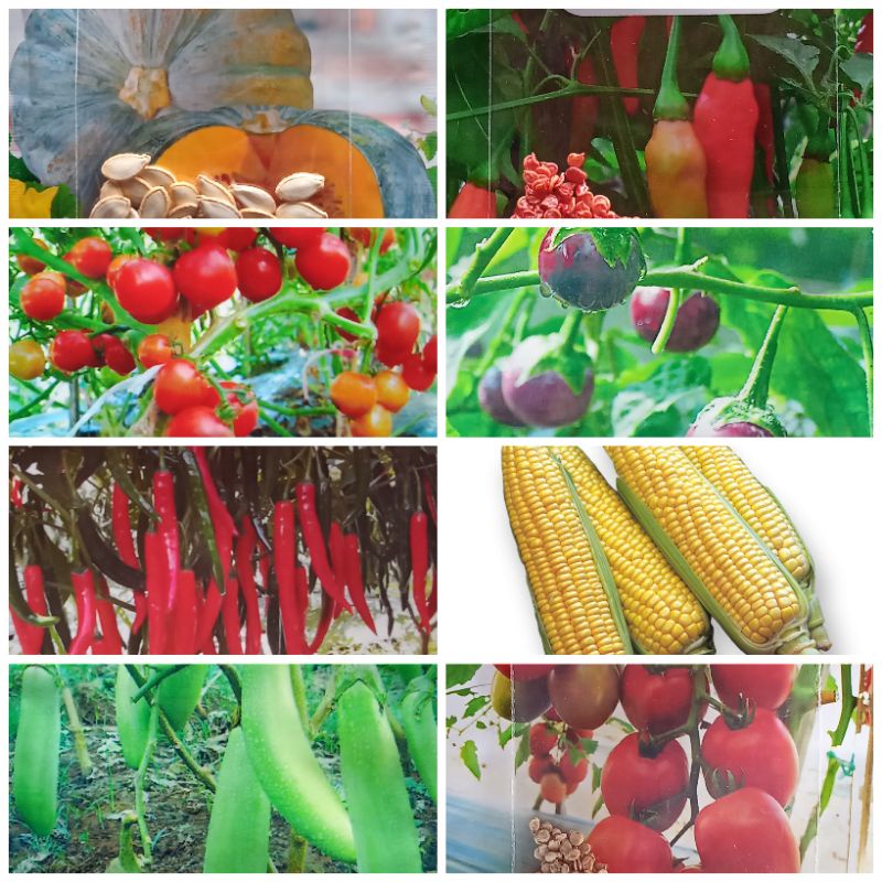 Paket Hemat Benih Sayuran