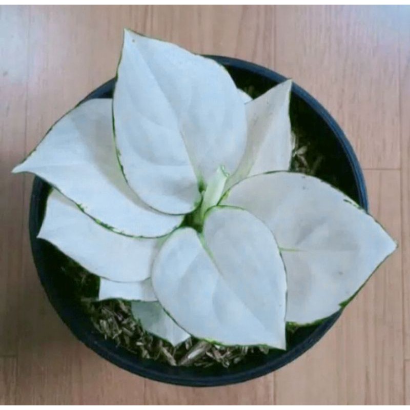 PROMO Bibit aglonema super white ..
